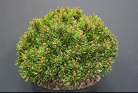 Pinus unciniata 'Jezek'